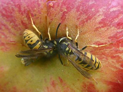 coverpic273.jpg - 22Kb