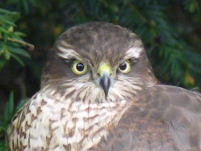 coverpic274.jpg - 19Kb