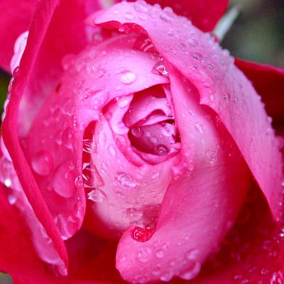 coverpic278.jpg - 25Kb