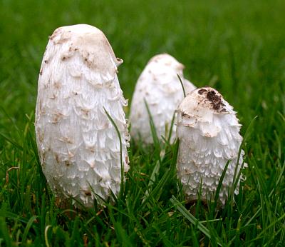 coverpic279.jpg - 27Kb