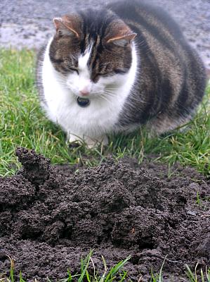 coverpic296.jpg - 36Kb