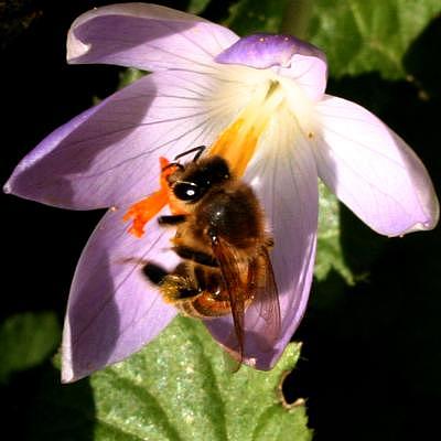 coverpic298.jpg - 24Kb