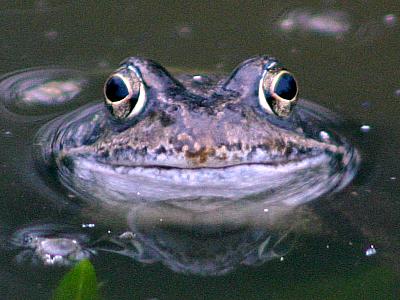 coverpic300.jpg - 24Kb