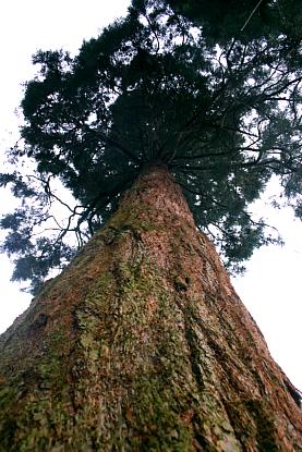 coverpic302.jpg - 38Kb