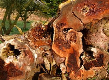 coverpic303.jpg - 33Kb