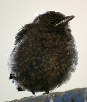 coverpic306.jpg - 18Kb