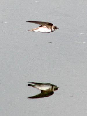 coverpic308.jpg - 11Kb