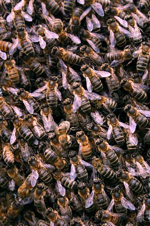 coverpic309.jpg - 48Kb