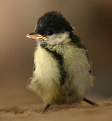 coverpic310.jpg - 13Kb