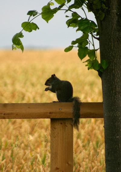 coverpic317.jpg - 30Kb