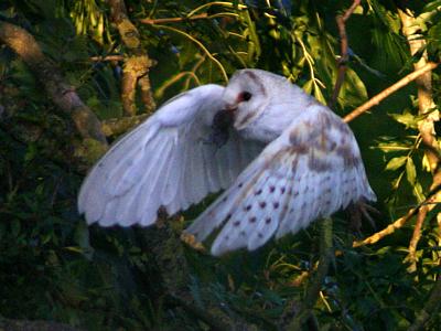 coverpic321.jpg - 25Kb