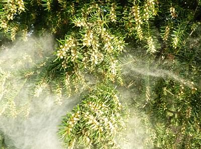 coverpic349.jpg - 42Kb