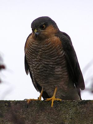 coverpic351.jpg - 16Kb