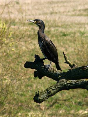 coverpic353.jpg - 24Kb