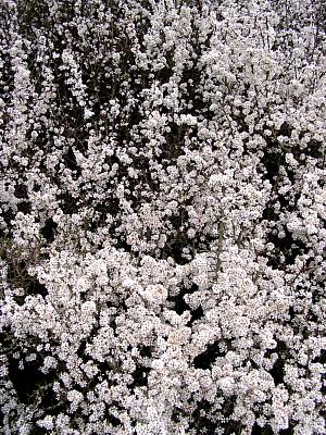 coverpic354.jpg - 62Kb