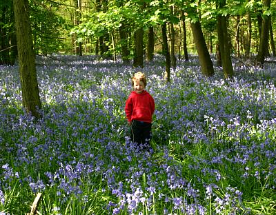 coverpic356.jpg - 52Kb