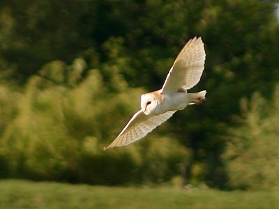 coverpic357.jpg - 12Kb