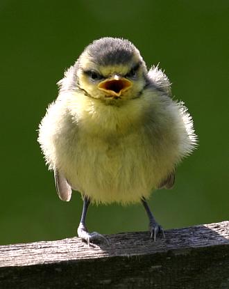 coverpic361.jpg - 16Kb