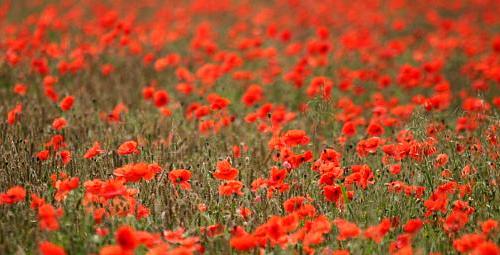 coverpic370.jpg - 36Kb