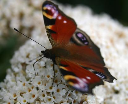 coverpic371.jpg - 19Kb