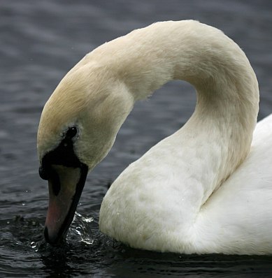 coverpic376.jpg - 29Kb