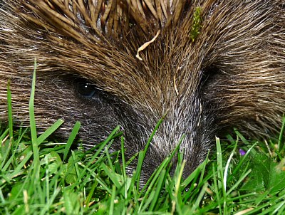 coverpic377.jpg - 63Kb