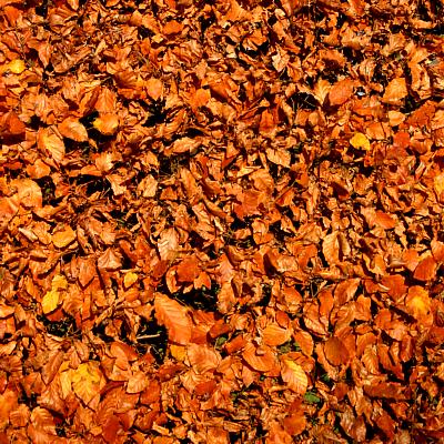 coverpic386.jpg - 73Kb