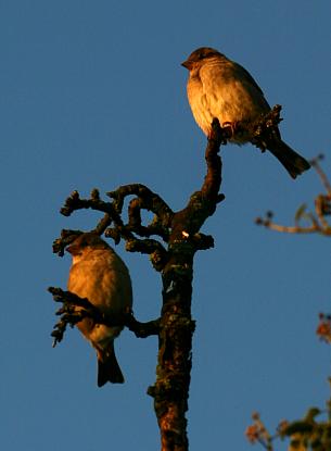 coverpic393.jpg - 12Kb