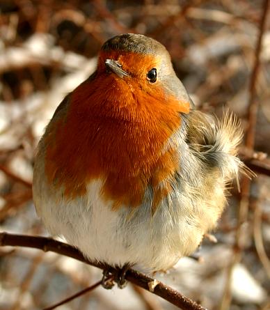 coverpic396.jpg - 30Kb