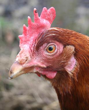 coverpic398.jpg - 19Kb