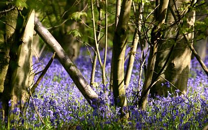 coverpic410.jpg - 39Kb