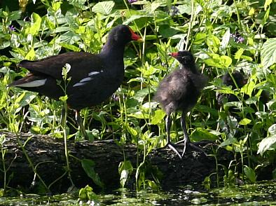 coverpic414.jpg - 43Kb