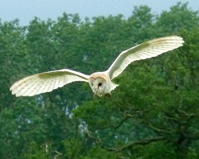 coverpic417.jpg - 22Kb