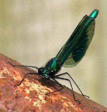 coverpic422.jpg - 24Kb