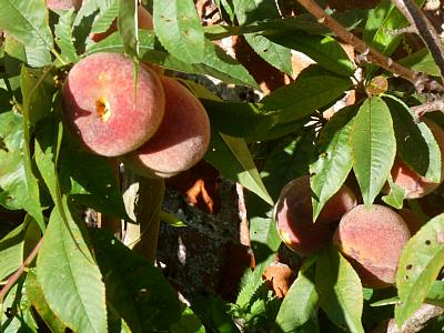 coverpic425.jpg - 33Kb