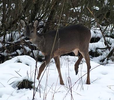 coverpic444.jpg - 33Kb