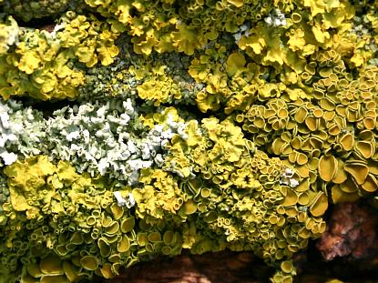 coverpic451.jpg - 50Kb