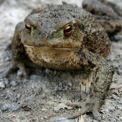 coverpic454.jpg - 35Kb