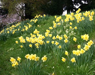 coverpic455.jpg - 43Kb