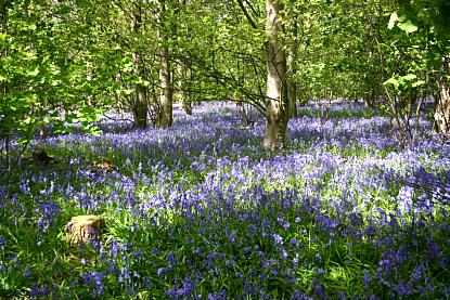 coverpic458.jpg - 51Kb