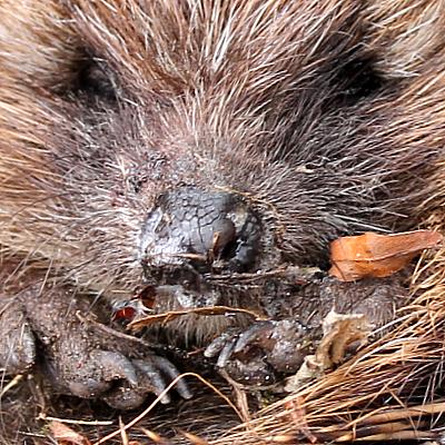 coverpic464.jpg - 48Kb