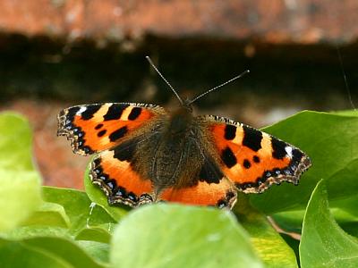 coverpic475.jpg - 19Kb