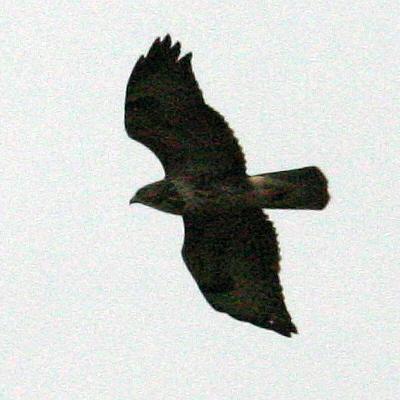 coverpic498.jpg - 23Kb