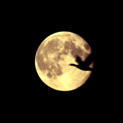 coverpic515.jpg - 8Kb