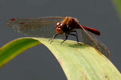 coverpic519.jpg - 14Kb