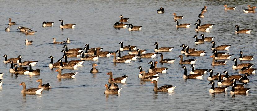 coverpic521a.jpg - 72Kb