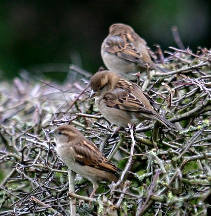 coverpic530.jpg - 46Kb