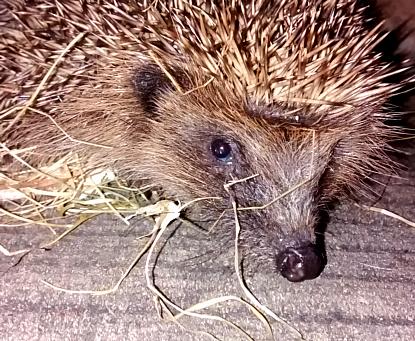 coverpic531.jpg - 52Kb