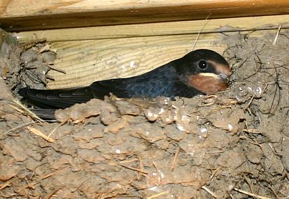 coverpic544.jpg - 32Kb