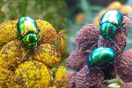 coverpic553.jpg - 41Kb